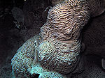 Leptosoris, Hard Koraal, Coral