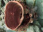 Hard Koraal, Hard Coral
