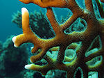 Herten Koraal, Hard Coral
