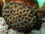 Hersen Koraal, Hard coral