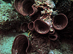 Hard Koraal in pijp vorm, Hard Coral