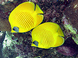 Koraal Vlindervis, Butterflyfish