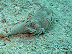 Naaktslak, Nubibrunchs, Chromodoris
