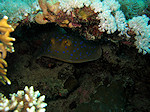 Grijze Pijlstaartrog, (bluespotted stringray), Dasyatis kuhlii, Rode Zee