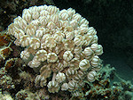 Veer Koraal, Xenia foft coral