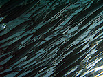 Barracuda