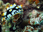 Naaktslak, Nubibrunchs, Chromodoris