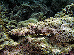 Krokodilvis, Crocodilefish, Rode zee