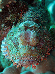 Gebaarde Schorpioenvis, Tasseld scorpionfish, Rode zee