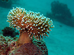 Zacht koraal, Soft coral