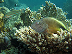 Slanke Koraalklimmer, Blackside hawkfish, Rode zee