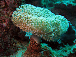 Zacht Koraal, Soft Coral
