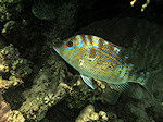 Snapper