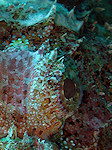 Gebaarde Schorpioenvis, Tasseld scorpionfish, Rode zee