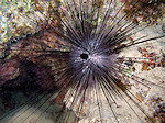 Zee Egel, Sea Hedgehog