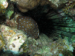 Zee Egel, Sea Hedgehog