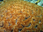Zacht Koraal, Soft Coral