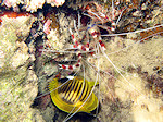 Poets Garnaal, Cleaner Shrimp
