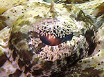 Krokodilvis, Crocodilefish, Rode zee