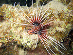 Sierlijke Koraalduivel, Radial lionfish, Rode zee