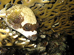 Zwartvlek Kogelvis, Blackspotted Puffer
