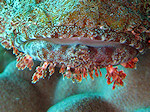 Gebaarde Schorpioenvis, Tasseld scorpionfish, Rode zee