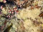 Poets Garnaal, Cleaner Shrimp
