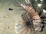 Gewone Koraalduivel, Turkeyfish, Rode zee