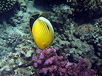 Geribde Karaalvlinder, Pacific Redfin Butterflyfish