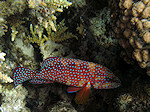 Rode Koraalbaars, Coral grouper, Rode zee