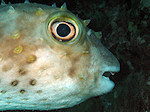 Geelgevlekte Egelvis, Yellowspotted Burrfish