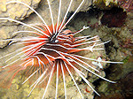 Sierlijke Koraalduivel, Radial lionfish