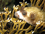 Zwartgevlekte Kogelvis, Blackspotted Puffer, slaapt in Brandkoraal