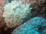 Clavularia