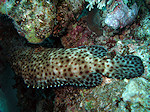 Pauwtand Baars, Peacock Grouper