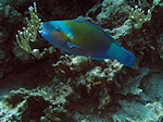 Papegaaivis, parrotfish