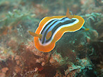 Chromodoris Guaddricolor, Pyamaslak