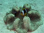 Anemoonvis, Anemonefish, op LederKoraal