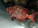Rif Grootoogbaars, Crescent-tail bigeye, Rode zee