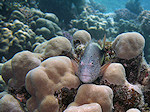 Slanke Koraalklimmer, Blackside hawkfish, Rode zee