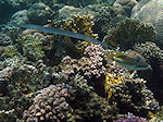 Fluitvis, Smooth flutemouth, Pacasso Trekkervis