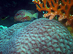 Rode Koraalbaars, Coral Grouper