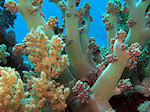 Alcyonecea, Bloemdieren
