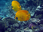 Koraal Vlindervis, Butterflyfish